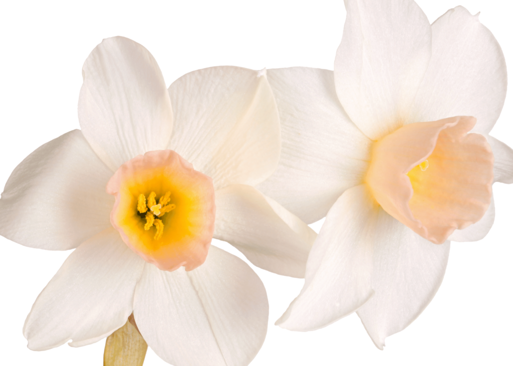 beautiful jonquil blooms