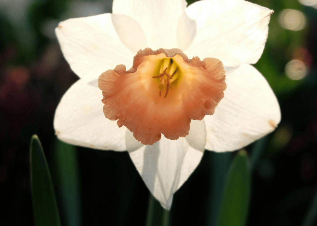 jonquil flower
