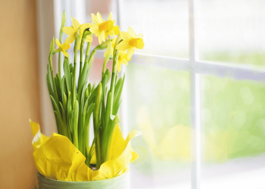 a pot of daffodils