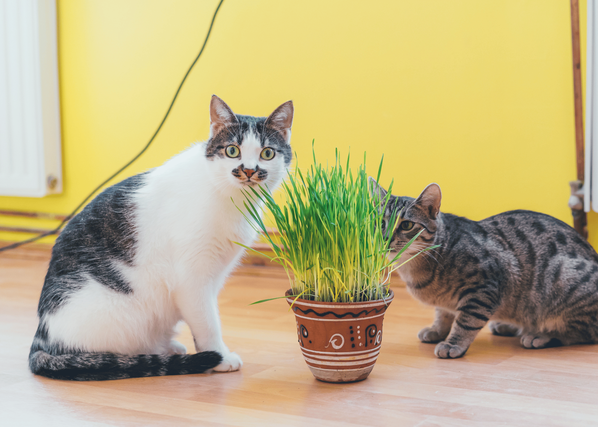 two cats and a pot of cat grass