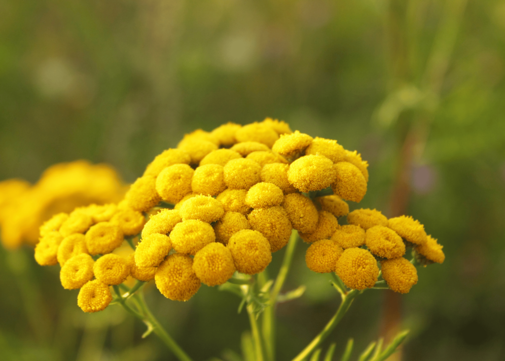 a photo of a tansy plant in bloom....such a sunny yellow flower