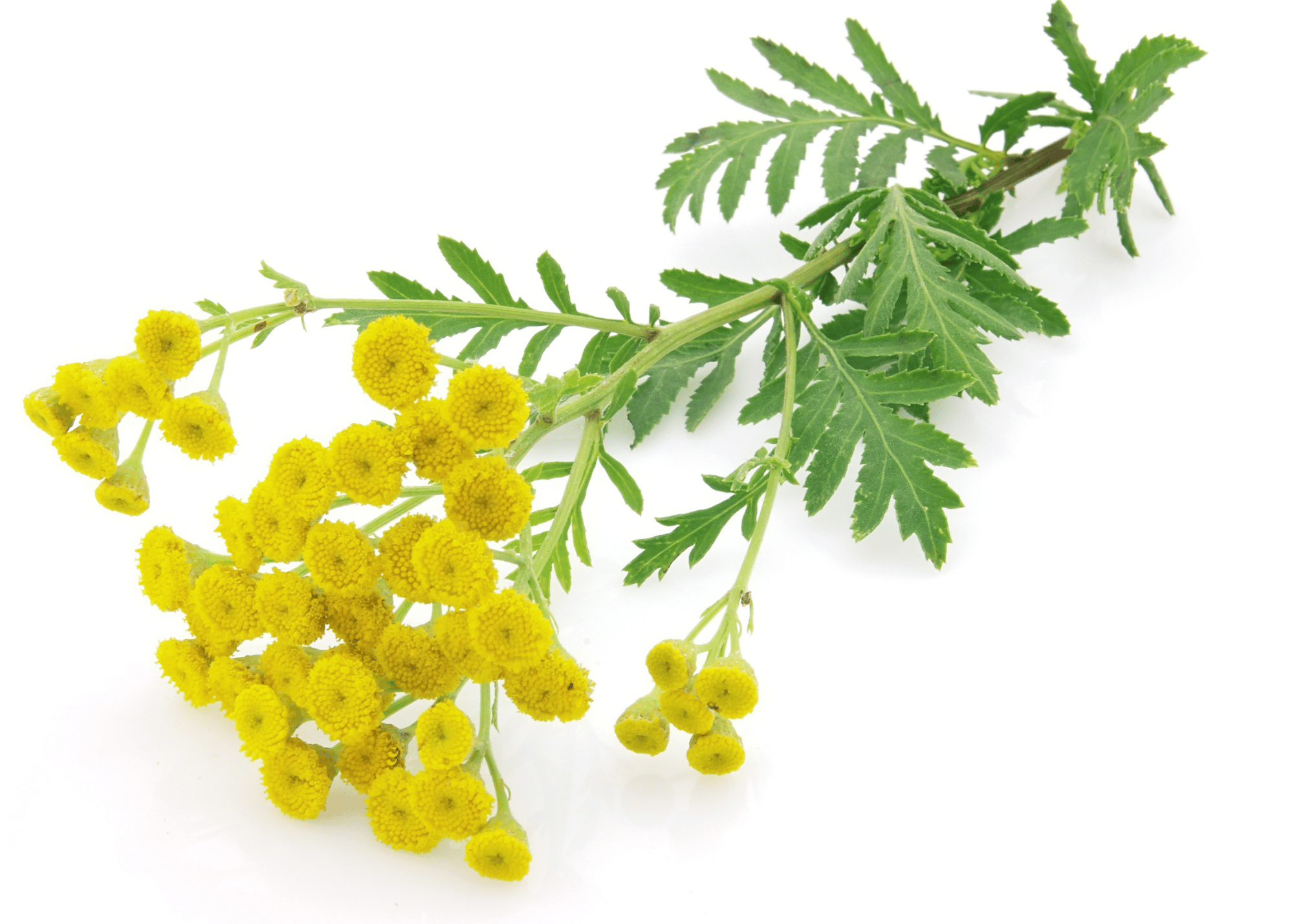 a tansy plant in bloom