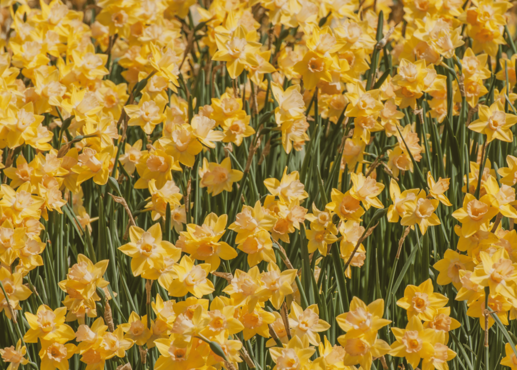 a beautiful vision of daffodils