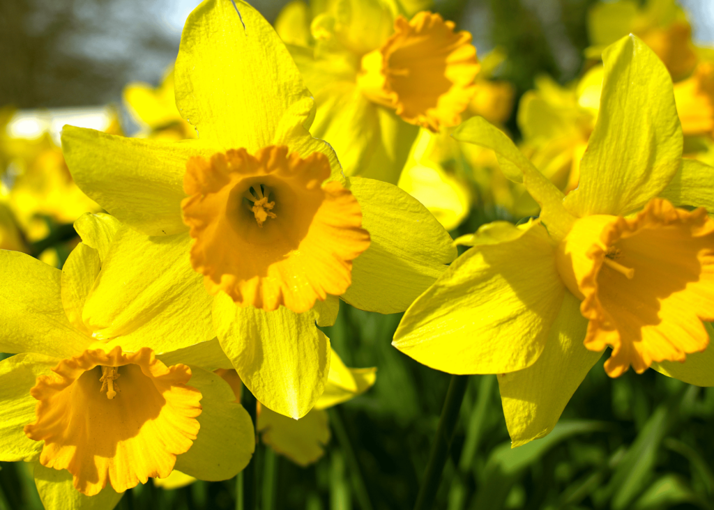 pretty yellow daffodils in the sun