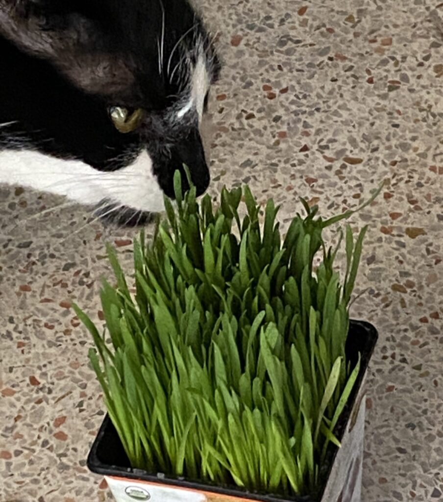 my tuxedo cat, Chester, enjoying his cat grass