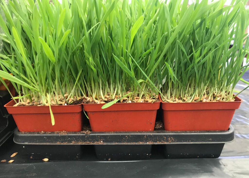 small containers of cat grass