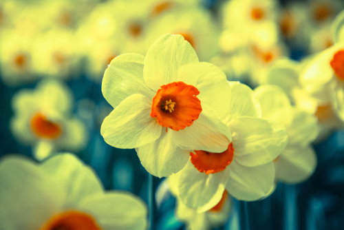a photo of jonquils blooming