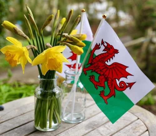 St. David's Day in Wales - picture of Welsh flag and daffodils