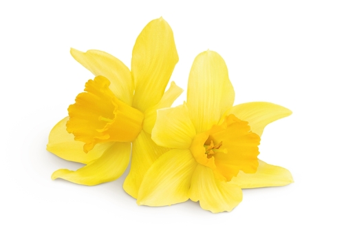 daffodils