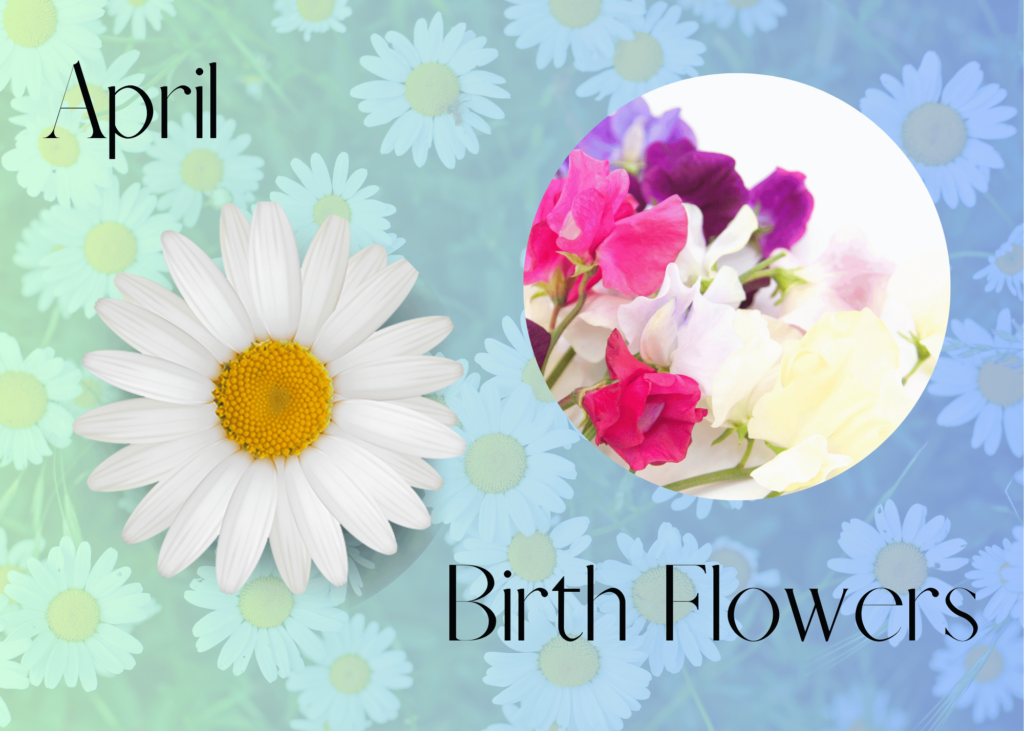 April birth flowers - the daisy and the sweet pea