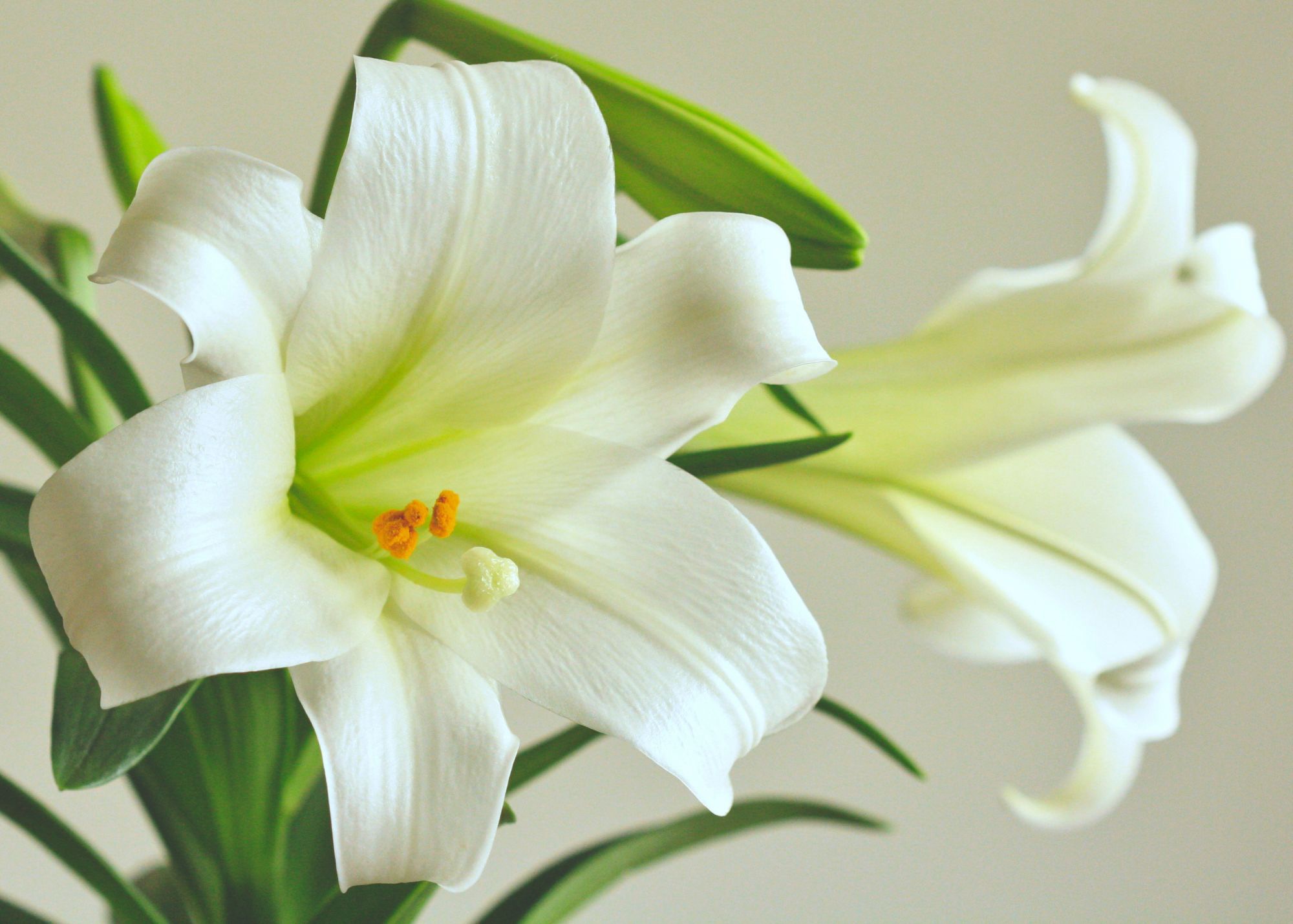 The beautiful blooms of the Easter Lily