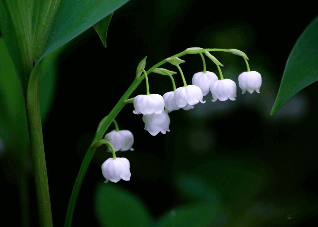 stem of lily of the valley flowers