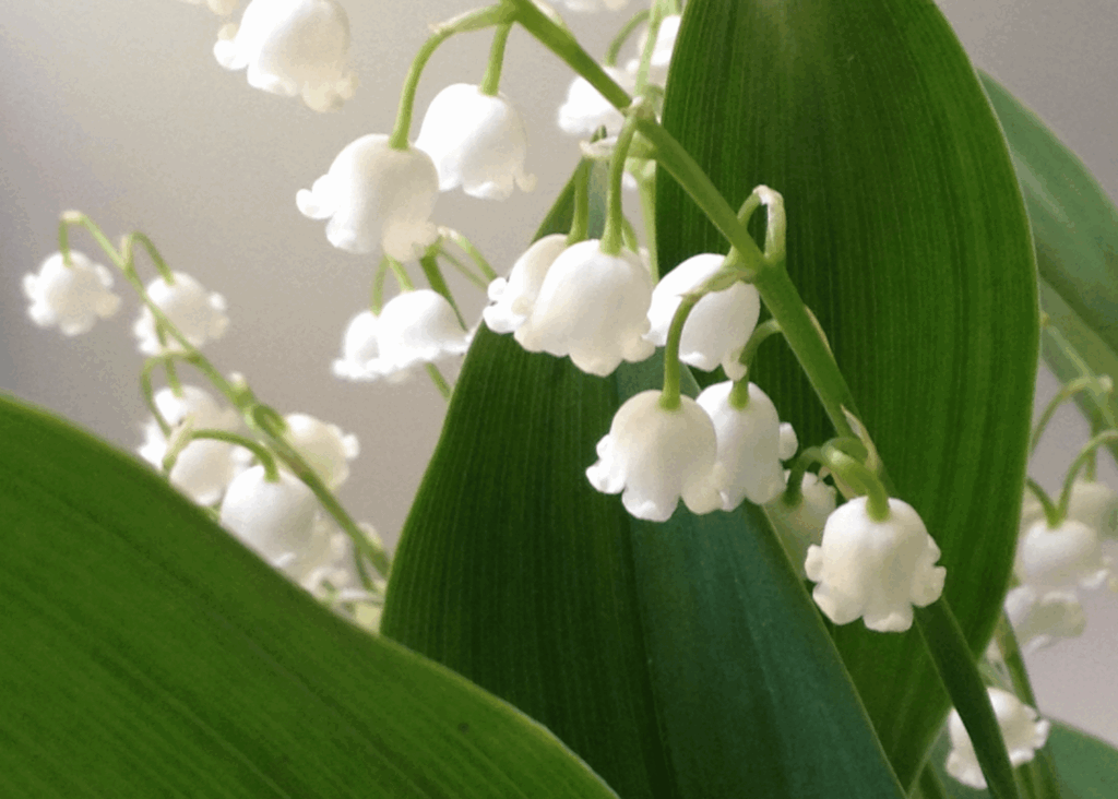lilies of the valley