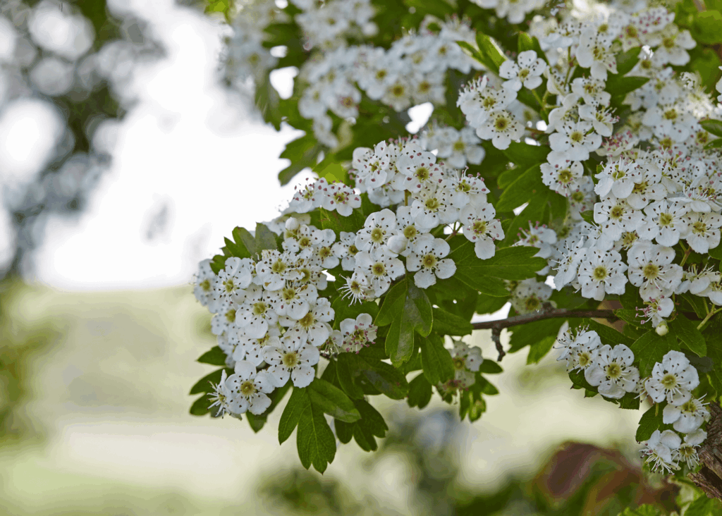 hawthorn flowers