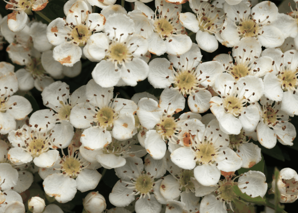 Hawthorn flowers