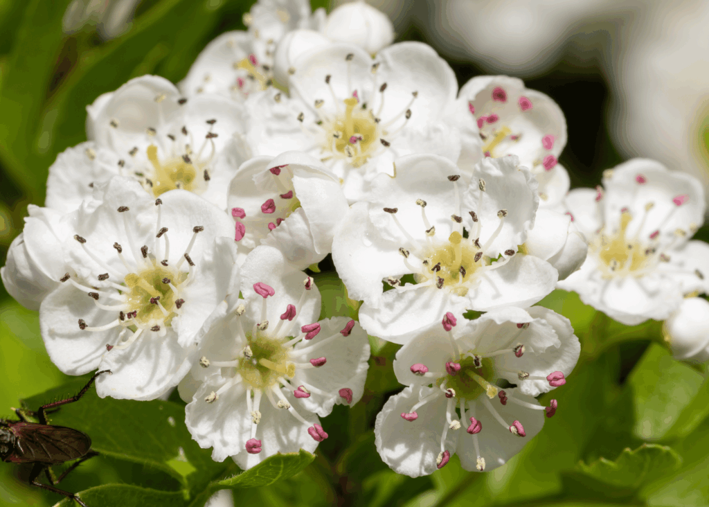 hawthorn flowers