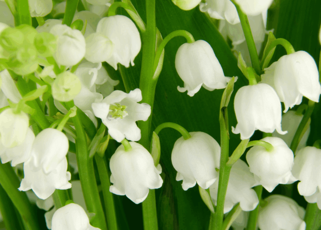 lilies of the valley