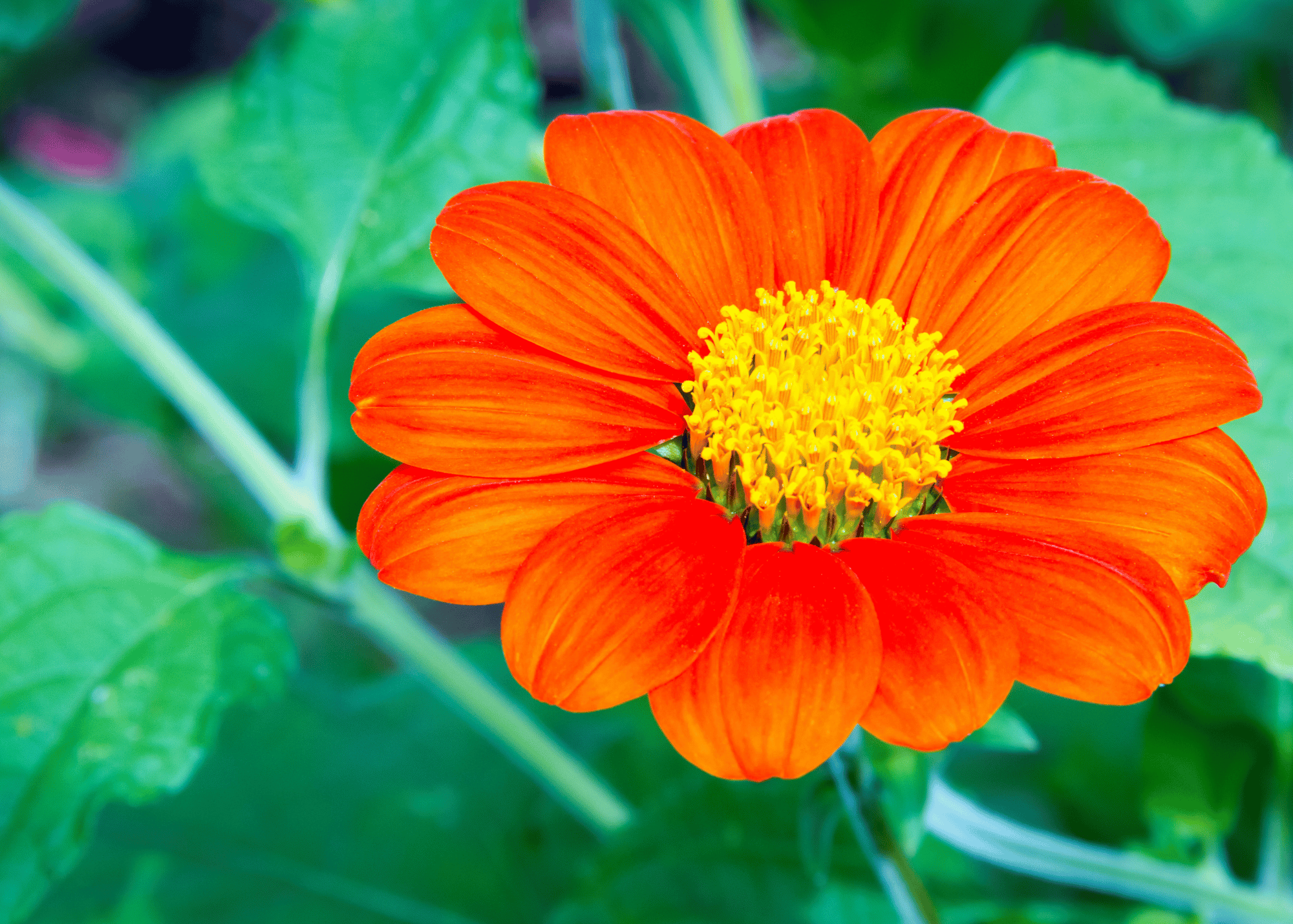 Mexican Sunflower