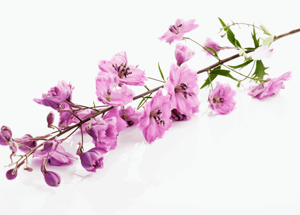 pink Larkspur flower