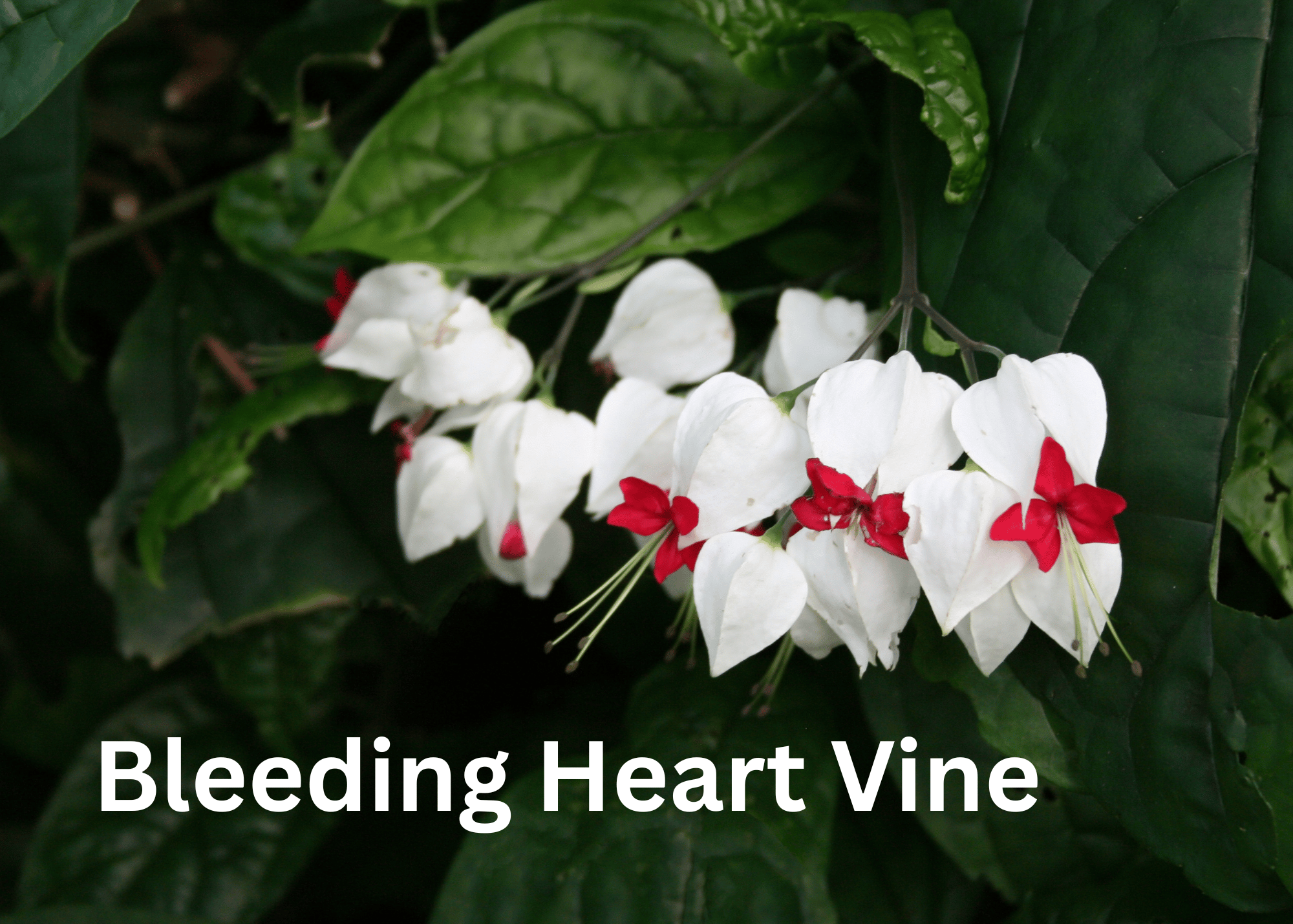 bleeding heart vine