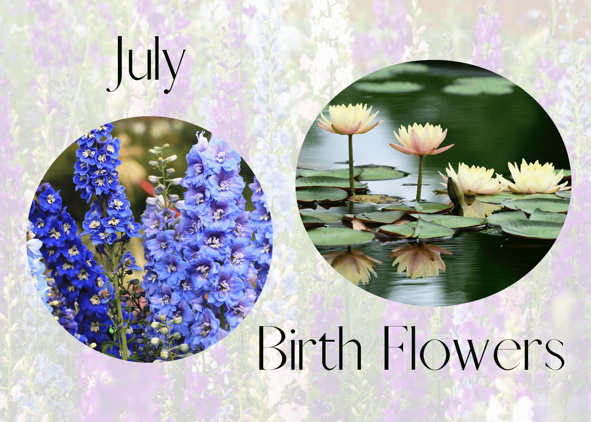 July birth flowers - pictures of Larkspur and water lilies