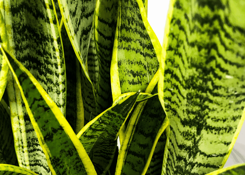 snake plant leaves..so pretty green and yellow