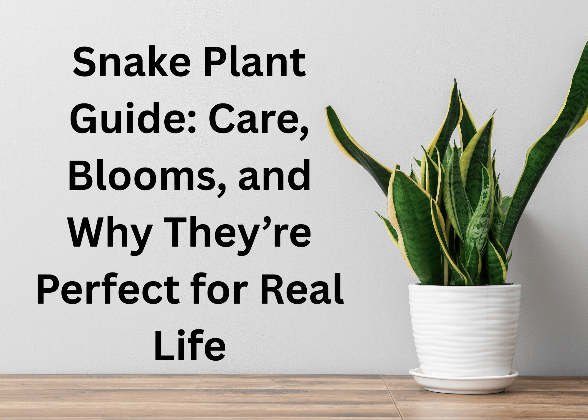 a snake plant in a white pot sitting on a table with the words: Snake Plant Guide: Care, Blooms and Why They're Perfect for Real Life