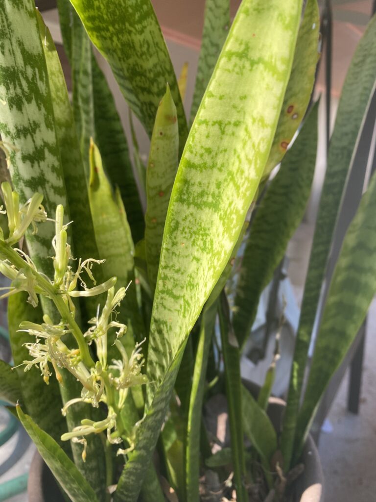 snake plant blooming