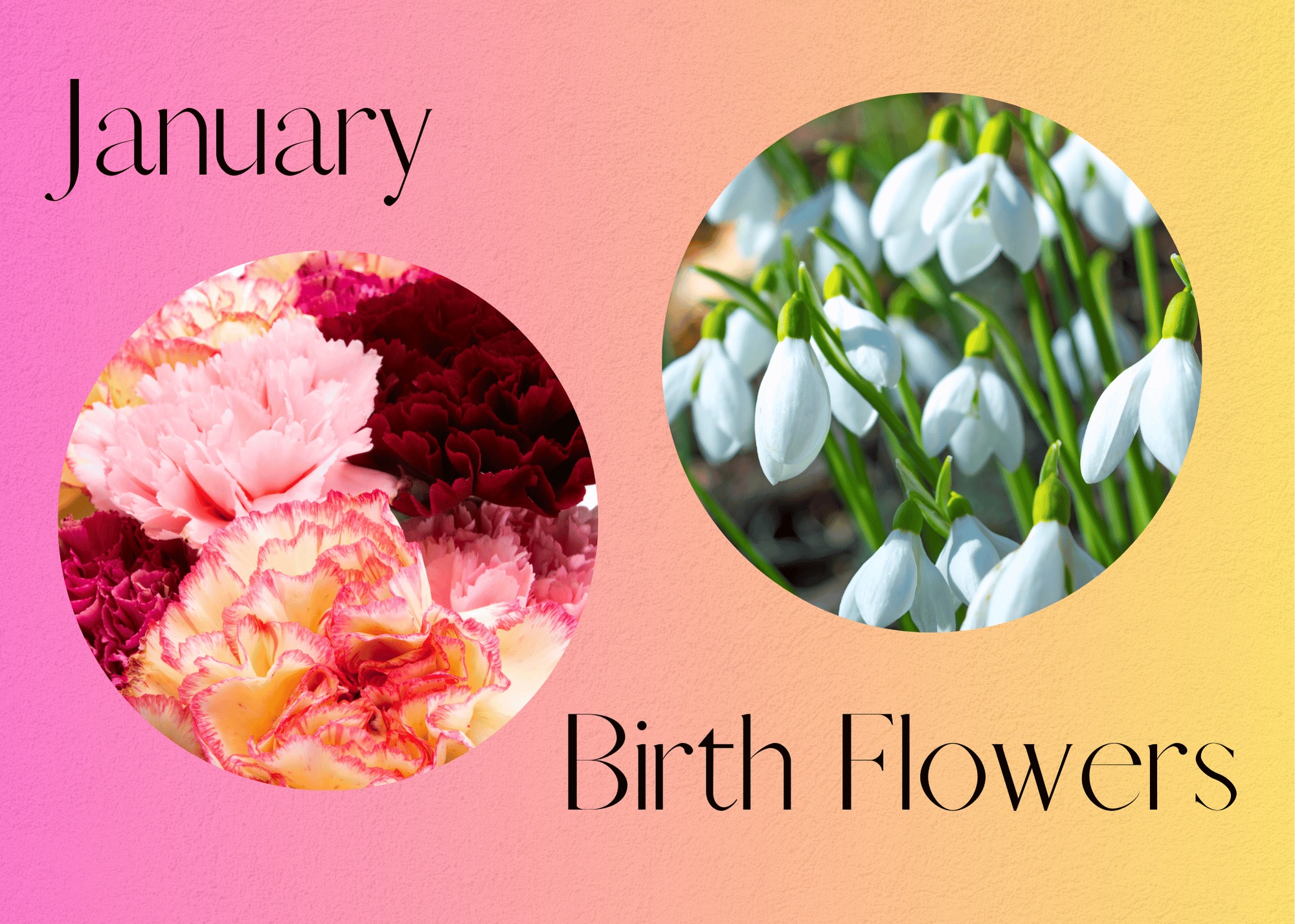 a rose/yellow background with the words January birth flowers with two pictures in a circle - one of carnations and one of snowdrops.