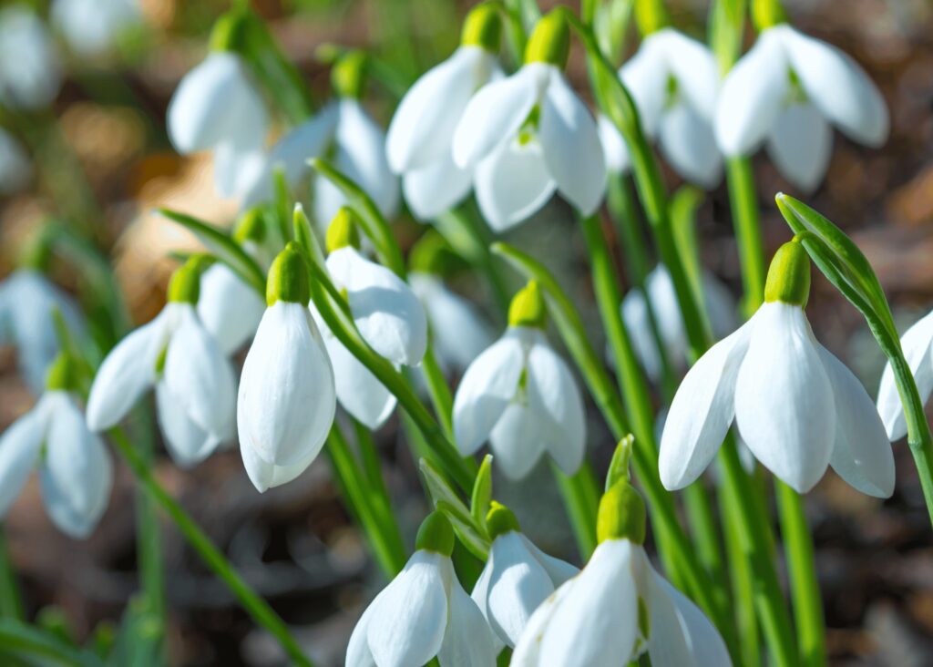 beautiful snowdrop flowers in the garden