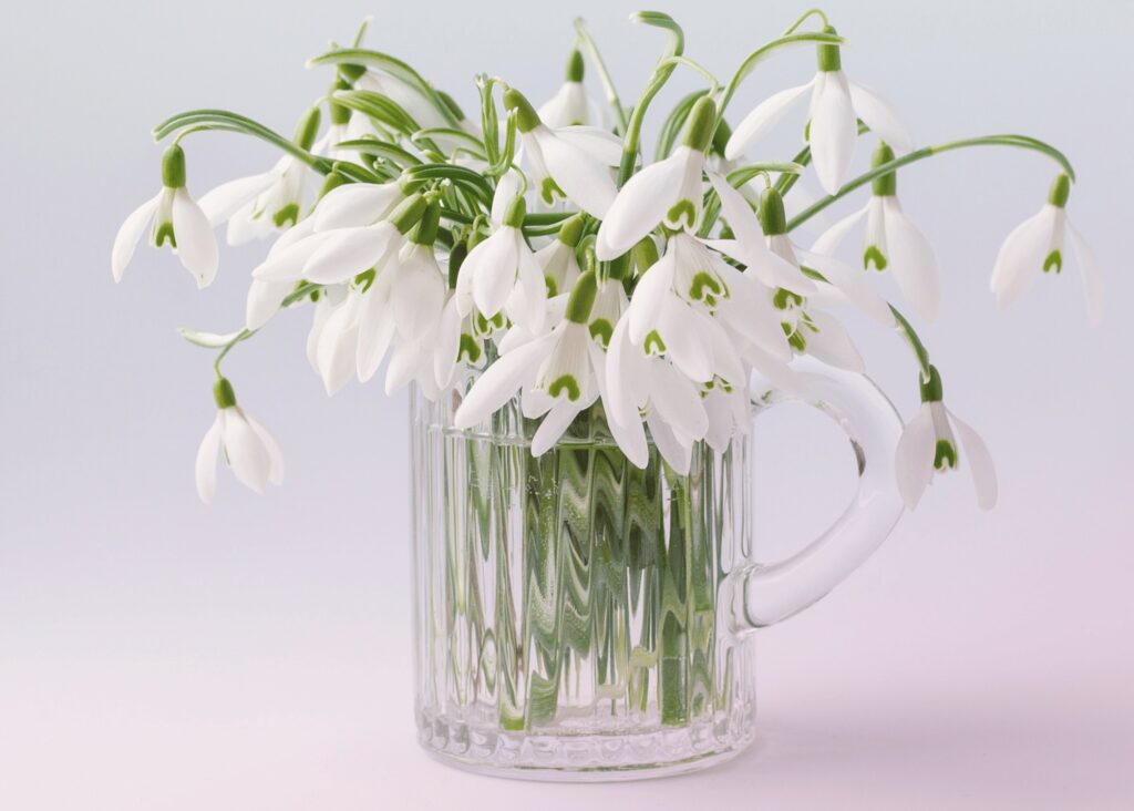 snowdrop flowers in a clear glass mug