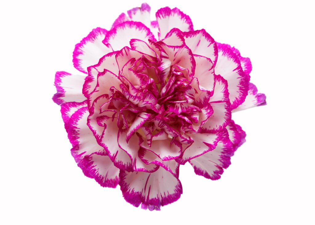 white carnation with pink tips