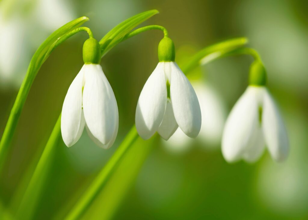 a close up of snowdrop flowers