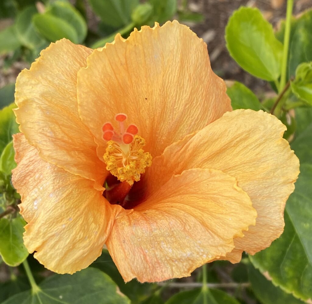 a beautiful orange hibiscus flower
