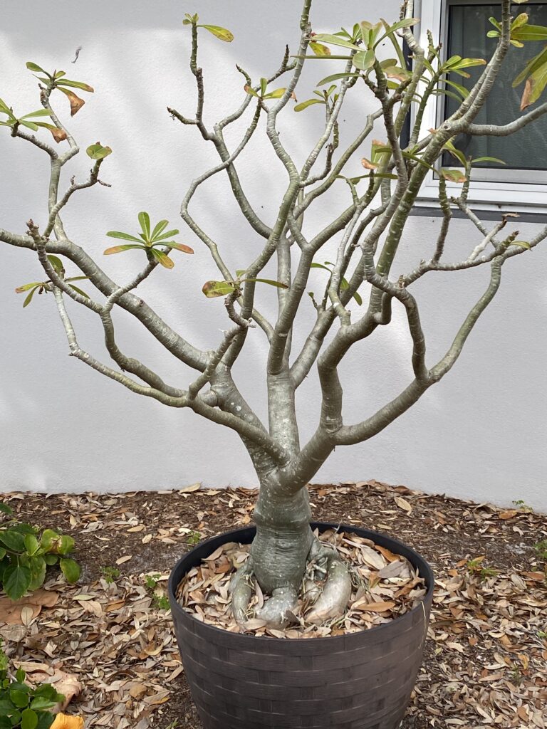 my desert rose plant....I'll have to go back and figure out how old she is.  But no winter damage!  