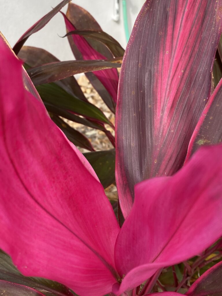 the beautiful leaves of a ti plant