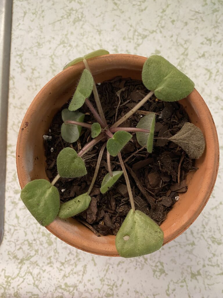 my sad African violet