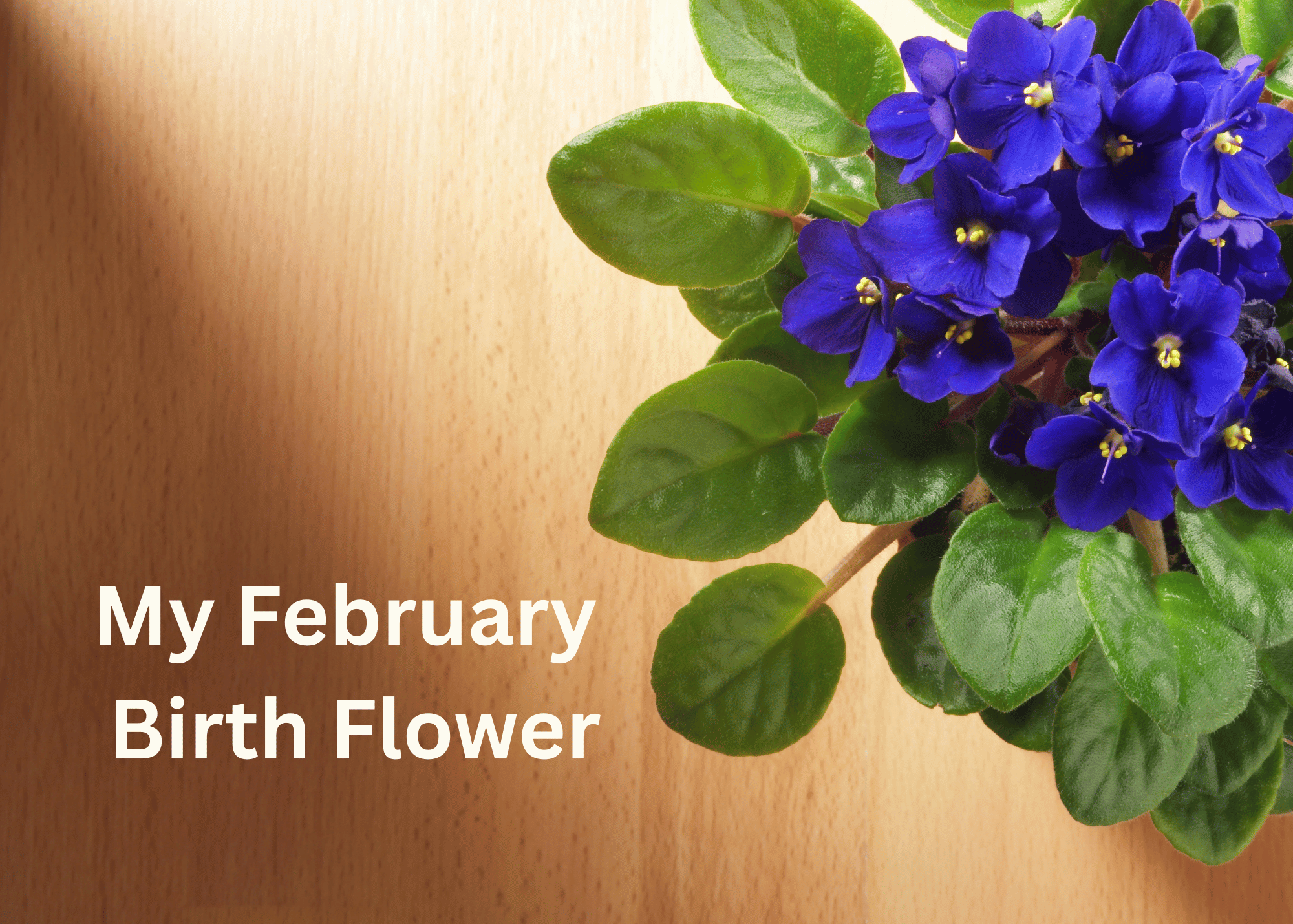 African violet on a wood table. The violet has purple flowers. The words "My February Birth Flower" are on the image.