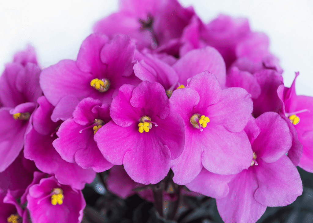 pink African violet flowers with yellow centers.