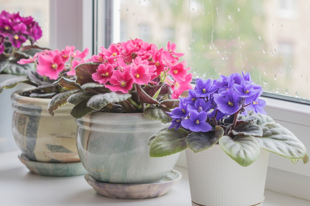 pots of African violets sitting on a windowsill.