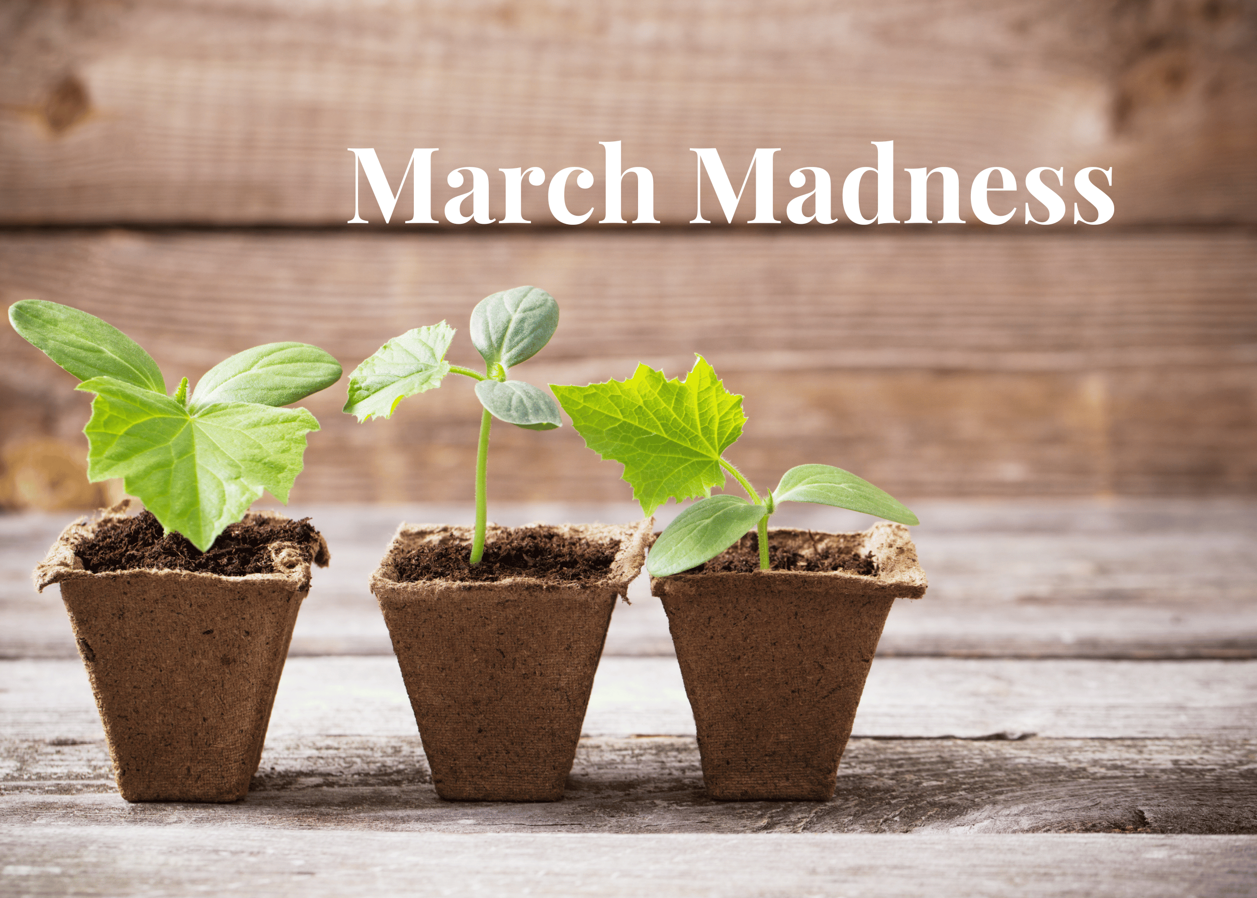 three pots of cucumber seedlings with a wood background and the words "March Madness"