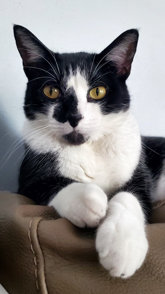 Thimble & Tansy blog showing my cat, Chester, a tuxedo male. Smart, charming, mischievous - that's Chester!