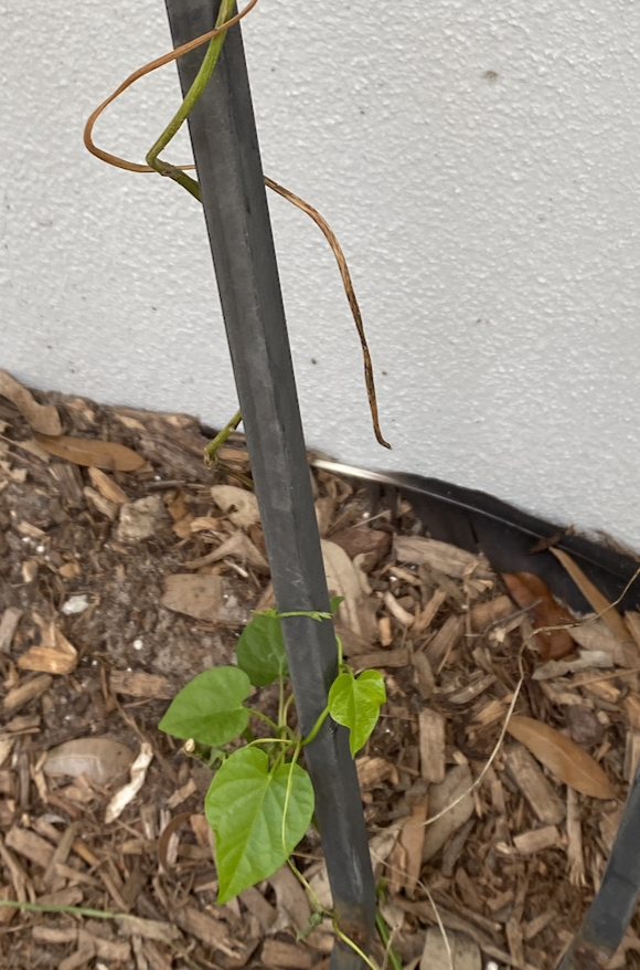 Feature image for Florida gardening in the summer showing a woven basket of okra and purple cowpeas on a damp wooden table next to a black fabric grow bag with young plants.