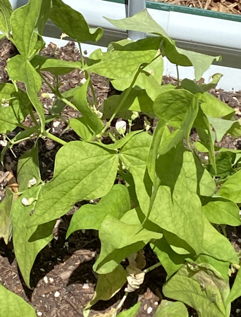 Jacob’s Cattle bean plants with green leaves and small white blossoms growing in a raised garden bed.