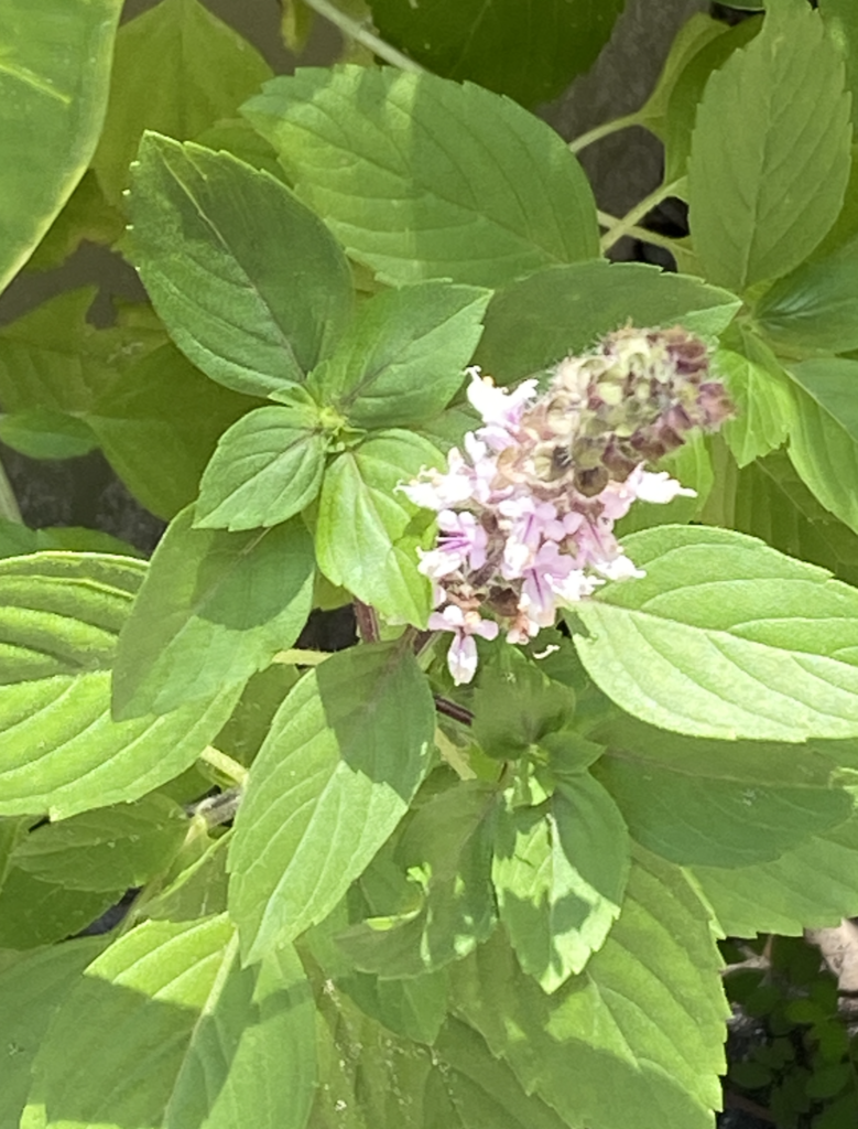 green leaves with a purple spike - African blue basil.